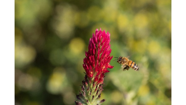 CRIMSON CLOVER: A BOTANICAL MARVEL